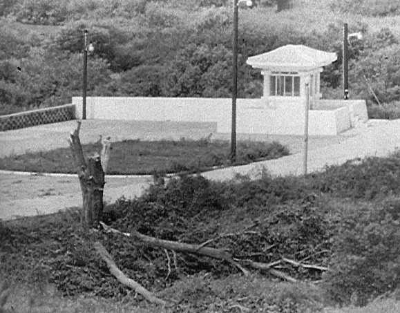 The infamous tree after "Operation Paul Bunyan"